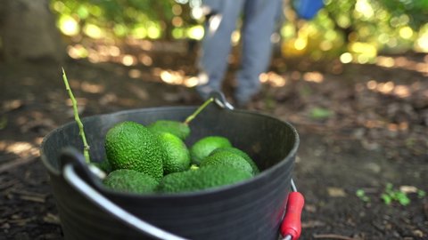 Hass avocados harvested inside of a bucket. Organic avocado plantations in Málaga, Andalusia, Spain.