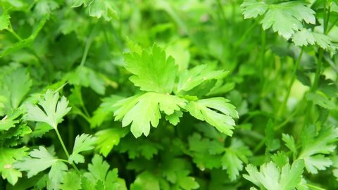 Green coriander leaves vegetable for food ingredients. selective focus