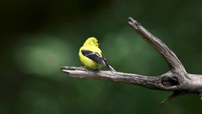 An American goldfinch video clip 
