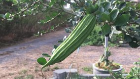 The weak effect of cuajilote, Parmentiera aculeata is a small tree occasionally cultivated as an ornamental or for its edible, cucumber-like fruits. It is native to southern Mexico and Central America