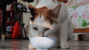 Blurred the video of the cat eating the food in the cup, there is little sunlight.