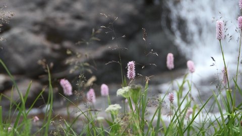 Green meadow on mountain waterfall. Wind stirs purple plantain flowers and grass stalks. Stone cliff and falling stream in background in blur.