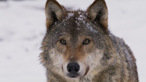 Canis lupus, Wolf, close-up, looks motionless, snow on wool, shakes off, wild life in nature
