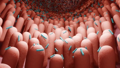Healthy intestinal bacteria, gut microbiome, 3d animation of beneficial microbes in human body, probiotic gram positive bacteria