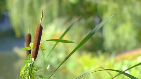 Cattail plant in 4k slow motion 60fps