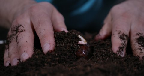 Spring Garden Gardener Hands Planting Flower Bulb in Ground. Macro Shot Planting Young Chestnut Tree Sprout in Soil. Farmer Hands Close Up. Man Holds of Brown Chestnut Tree Sprout on Palms Slow Motion.