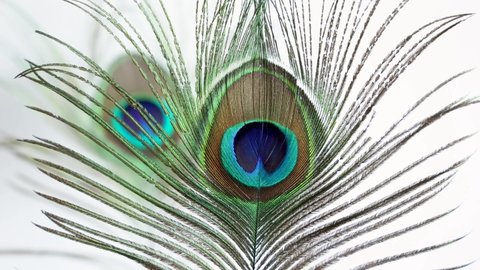 Colorful Indian Peacock feathers isolated, Peacock green and blue plumage moving in breeze or wind 4K slow motion video footage India. interior decoration material.