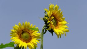 Two sunflowers are turning towards the sunlight. Yellow flower background. 4k Video. 