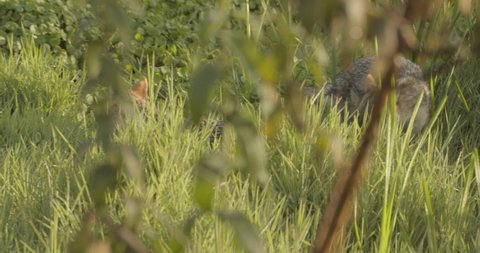 4K shot of one golden jackal drinking some water in the Yarkon Park in Tel Aviv-Yafo in Israel on a sunny day, wolf-like canid roams through the tall grass in the Middle East, wildlife, nature, dog