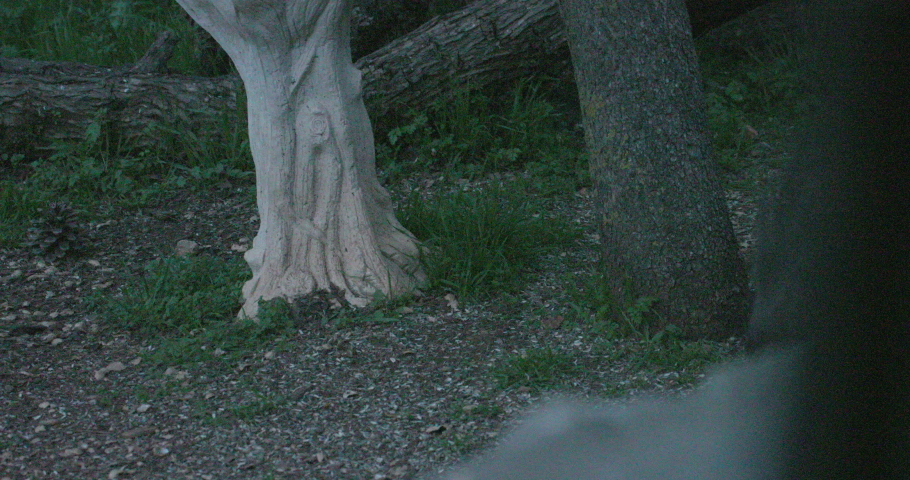 Old World porcupines (Hystricidae) on a stony ground in the Yarkon Park in Tel Aviv-Yafo in Israel, spiny animal in the grass in the Middle East, late evening, early night, dark, adventure holidays