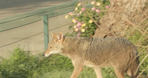 4K shot of one golden jackal (canis aureus) jumping over a fence in the Yarkon Park in Tel Aviv-Yafo in Israel, wolf-like canid in the green nature of the Middle East on a sunny day, wildlife, nature