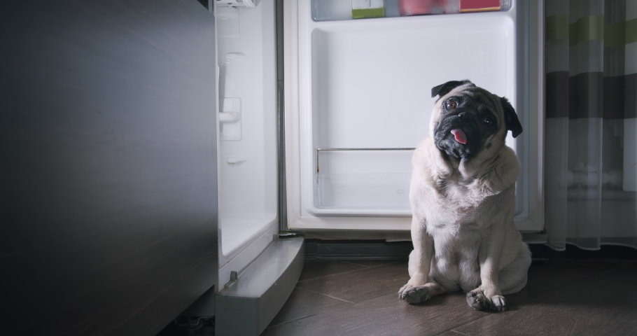 Funny hungry pug dog looking pitifully sitting in comical pose near fridge. Looking surprised, tilt head.  Eat all the food in the fridge,  pretend innocentю Funny pug dog love food concept | Shutterstock HD Video #1068500825