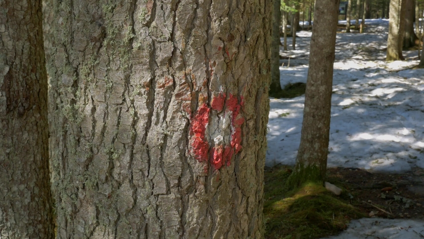 Red hair woman walking in the forest and touch tree with red and white mark on it