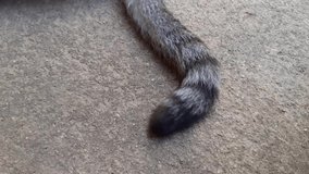 The tail of cat, on cement floor outside, the house moves slightly, with a close-up video concept.