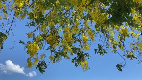 Cassia fistula or Golden shower flowers bloom in the late sunshine against the blue sky background. Flowers usually bloom in late spring and early summer