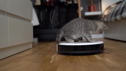 Cleaning theme, smart technology and pets. Automatic robot vacuum cleaner cleans the room, while gray Scotch kitten is played at home. Cat on robotic vacuum cleaner in house. Home automatic cleaning.