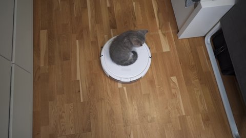 Smart technologies for cleaning pet friendly. Round white robot vacuum cleaner cleans floor while gray Scottish straight kitten carefree plays at home. Small cat and robotic vacuum cleaner in room.