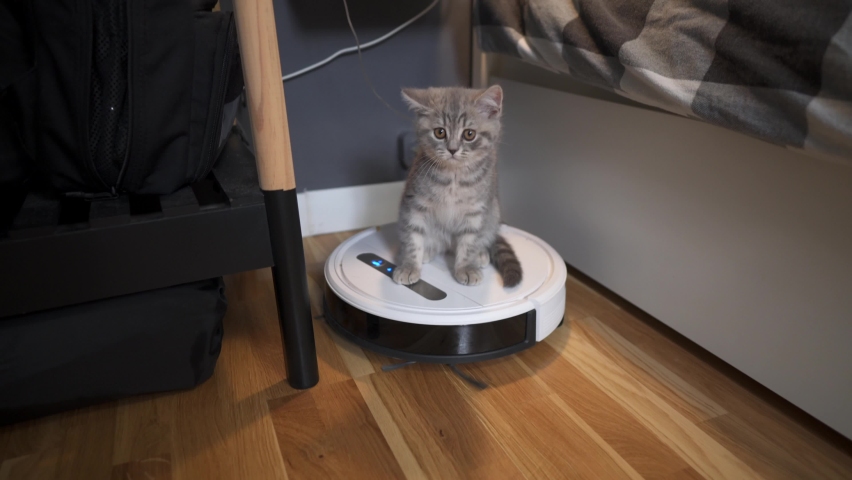 Pet and housework, smart technology concept. Robot vacuum cleaner and small playing gray tabby Scottish Straight kitten at home. Cat kid and robotic vacuum cleaner in room. Smart home, daily vacuuming | Shutterstock HD Video #1068510548