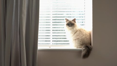 A fluffy young white and grey purebred ragdoll cat sits on a window sill. Backlit footage of cat looking directly at camera in home interiors setting. Real time motion.