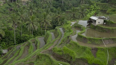 Aerial moving low and forward over an intricately terraced rice field hillside of a remote village with palm trees, simple buildings, and reflected sky in the flooded fields - Bali