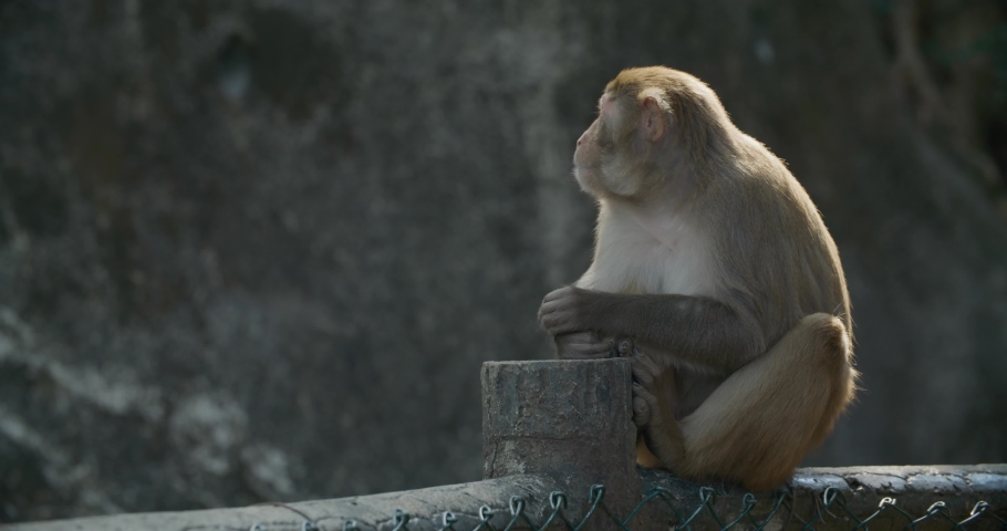 Wild monkey in the forest