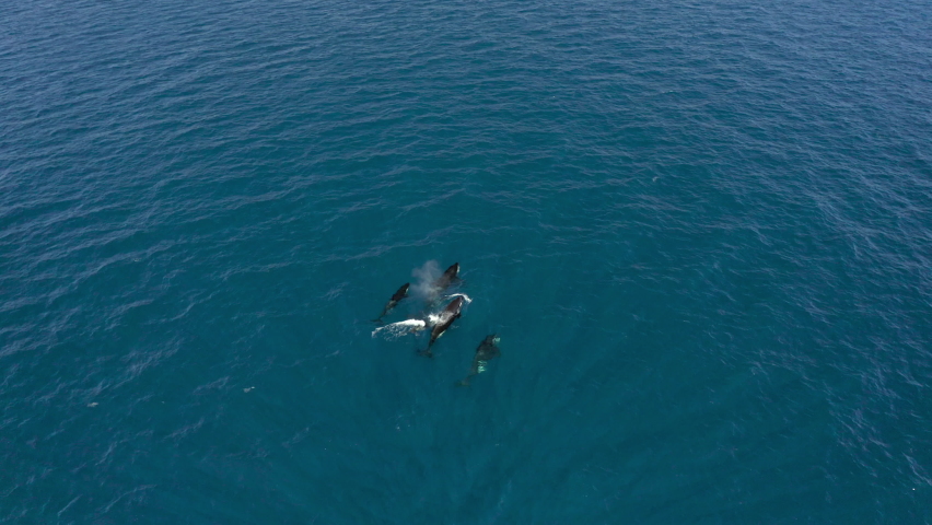 Aerial circling a pod of killer whales swimming and breaching the surface waters with a rich blue ocean filling the frame - Exmouth, Australia