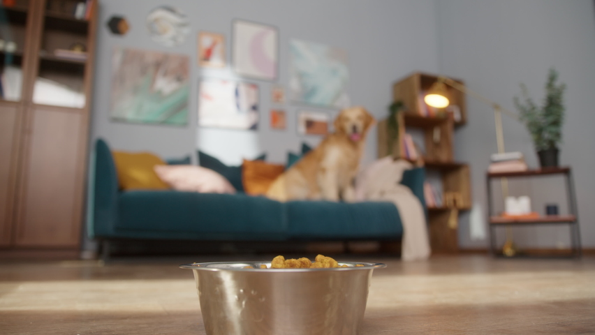 golden retriever eating dog food from metal bowl, concept of online shop delivery for pets Royalty-Free Stock Footage #1068515015