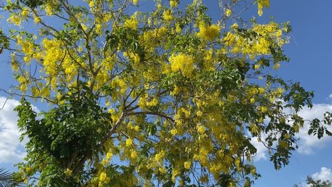 Cassia fistula or Golden shower flowers bloom in the late sunshine against the blue sky background. Flowers usually bloom in late spring and early summer