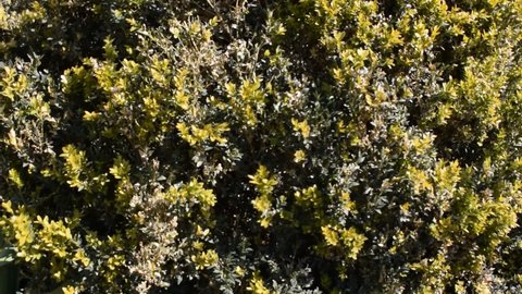 A close-up of a green boxwood bush swaying in the wind.