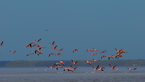 Flock of pink flamingos flying over the lake. Flamingos migrate to warm climates for the winter
