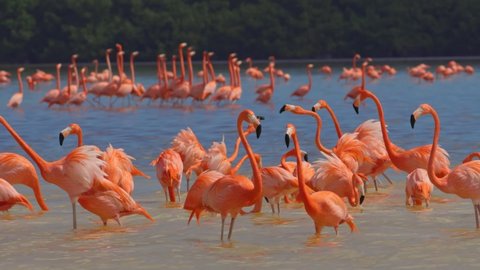 Gorgeous pink flamingos on the lake. Lot of flamingos spend the winter in warm climates in Mexico, Celestun. High quality shot