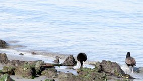 HD video of two black oystercatcher on a rocky beach. A conspicuous black bird found on the shoreline of western North America, the black oystercatcher is a species of high conservation concern.