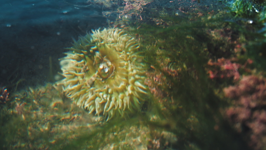 Close up of a Sea Anemone centered in a shallow tide pool on the Pacific coast along the Lost Coast Trail of Northern California. Salty ocean water ripples in the foreground.