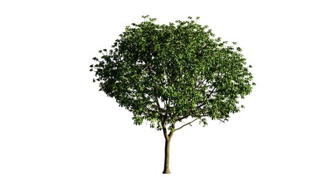Isolated 3D realistic tree on the wind,White background with transparent cut out animation. 4k seamless loop.