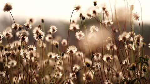 Close up grass flower waving against wind in beautiful sunset or sunrise, slow motion. Vintage autumn landscape natural background. Concept of nature, flowers, spring, autumn, landscape.