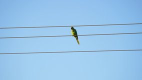 Parrot on wire. Maritacas or Green rose ringed parakeet sitting on a High voltage electricity wire. Beautiful parrot footage in forest area.