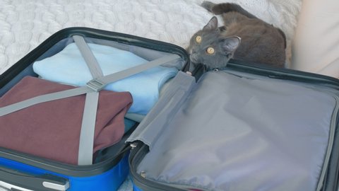 There is a travel bag with neatly folded things. Next to the bag is a gray cat. A woman in white clothes with red manicure on her nails is stroking a cat.