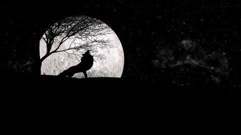 Illustration of a Wolf howling during full moon night, Howling is the way of communicating across long distances and is especially important in areas where wolf territories are vast. 