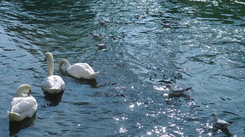 Large white swans and small grey gulls swim on blue river