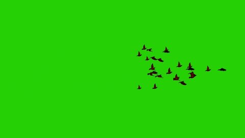 Flock of Birds Flying on Green Screen