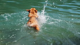 German Shepherd Dog swimming in the lake. 4k video, Domestic animal in river. Happy and funny pet