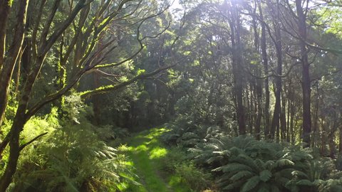 Sunshine through forest canopy. Otways Australia protected rainforest