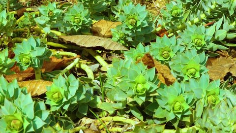 Euphorbia sp. Young green leaves of milkweed in the interior of the garden, Ukraine