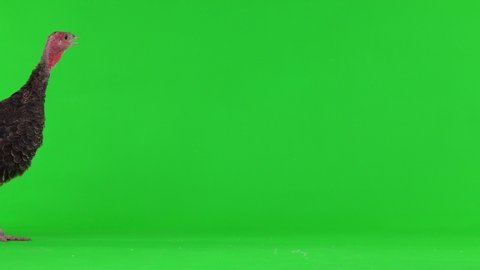 a young turkey walks and talks on a green screen