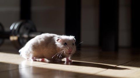 Cute Pet Hamster Exploring Room on the Wooden Floor.
