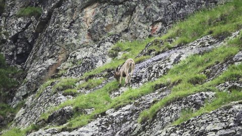 West Caucasian tur (Capra caucasica dinniki, young male, buckling) feeds in the West vicinity of Elbrus at an altitude of 3000 meters (Alpine meadows)
