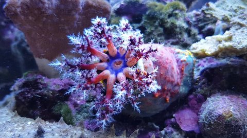 Timelapse video of Sea apple moving tentacles to the mouth - Pseudocolochirus violaceus