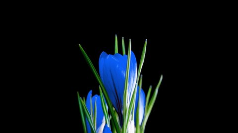 Timelapse of blue crocus flower blooming on black background, alpha channel