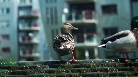 Stock Video Portfolio by Creijn Lueb | Shutterstock