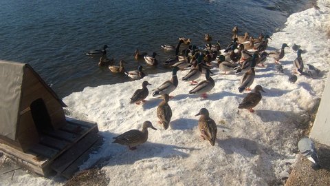 In winter, wild ducks feed on the swirling river. Winter. Cold